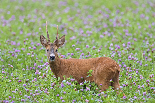 Roe Deer in Clover Field Picture Board by Arterra 