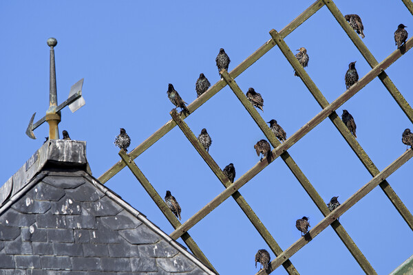 Migrating Starlings on Windmill's Sail Picture Board by Arterra 