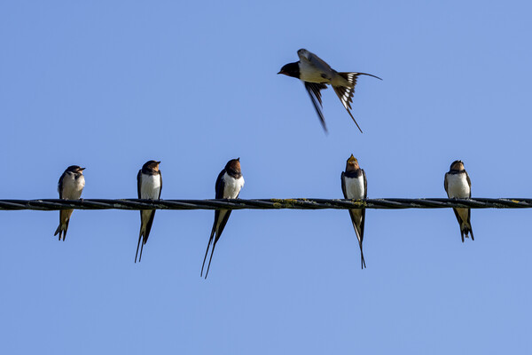 Barn Swallows on Wire Picture Board by Arterra 