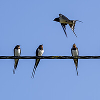 Buy canvas prints of Barn Swallows on Wire by Arterra 
