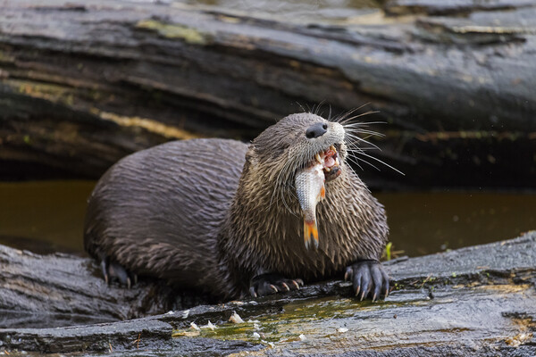 Otter Eating Fish Picture Board by Arterra 
