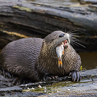 Buy canvas prints of Otter Eating Fish by Arterra 