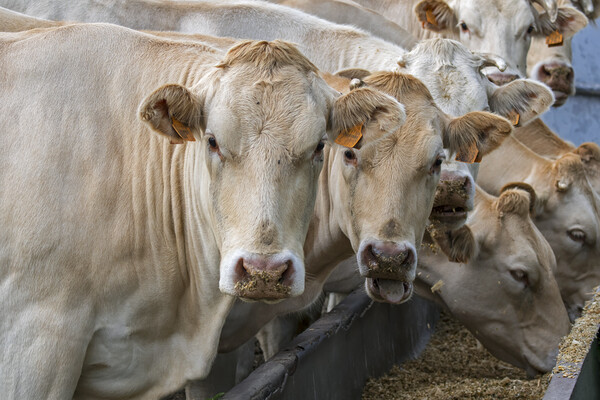 Charolais Cows at Farm Picture Board by Arterra 