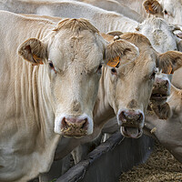 Buy canvas prints of Charolais Cows at Farm by Arterra 