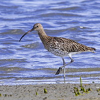 Buy canvas prints of Eurasian Curlew by Arterra 