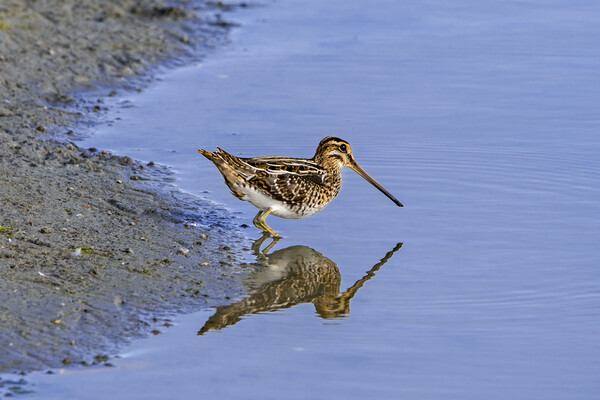 Common Snipe Reflection Picture Board by Arterra 