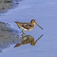 Buy canvas prints of Common Snipe Reflection by Arterra 