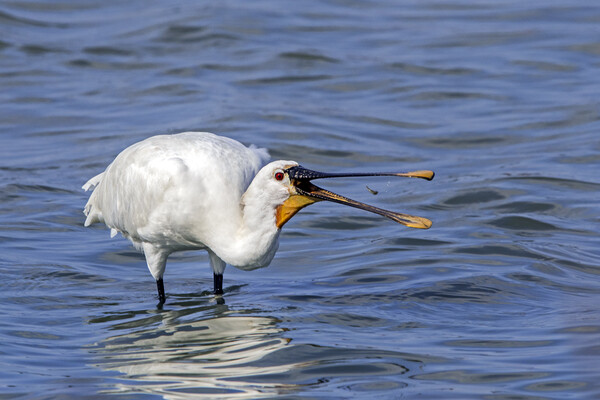 Eurasian Spoonbill Catching Tiny Fish Picture Board by Arterra 