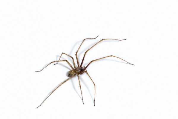 Giant House Spider Picture Board by Arterra 