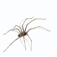Buy canvas prints of Giant House Spider by Arterra 