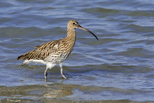 Common Curlew in Wetland Picture Board by Arterra 