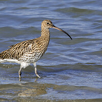 Buy canvas prints of Common Curlew in Wetland by Arterra 