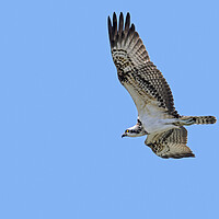 Buy canvas prints of Western Osprey Flying by Arterra 