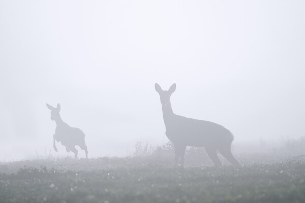 Roe Deer with Young in the Mist Picture Board by Arterra 