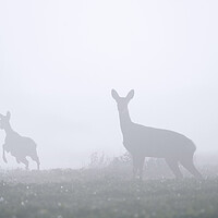 Buy canvas prints of Roe Deer with Young in the Mist by Arterra 