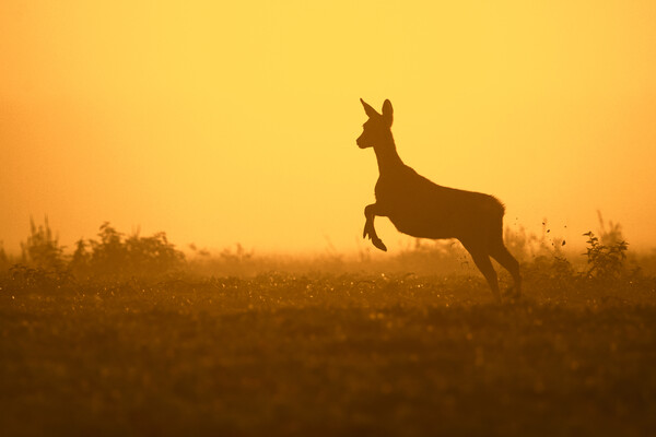 Fleeing Roe Deer at Sunset Picture Board by Arterra 