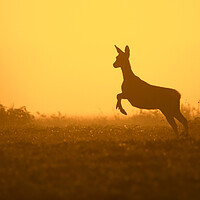 Buy canvas prints of Fleeing Roe Deer at Sunset by Arterra 