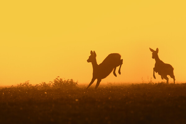 Young Roe Deer Running in Field Picture Board by Arterra 