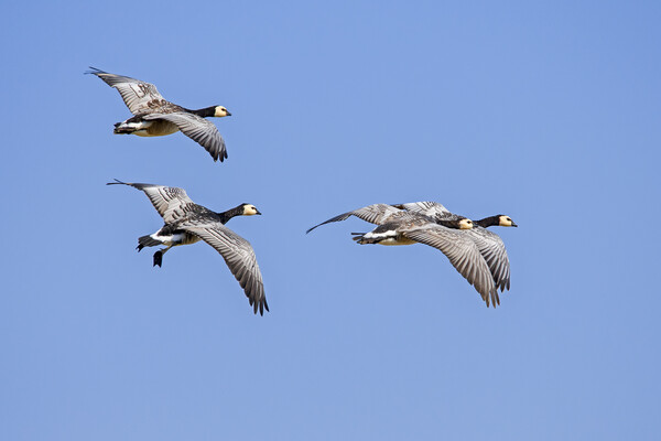 Barnacle Geese in Flight Picture Board by Arterra 