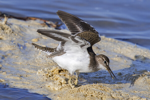 Common Sandpiper with Open Wings Picture Board by Arterra 