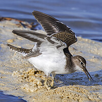 Buy canvas prints of Common Sandpiper with Open Wings by Arterra 