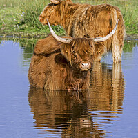 Buy canvas prints of Highland Cows wading in Lake by Arterra 