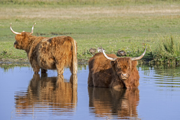 Highland Cattle in Pond Picture Board by Arterra 