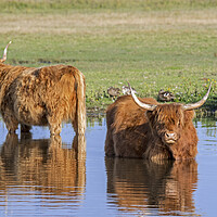 Buy canvas prints of Highland Cattle in Pond by Arterra 