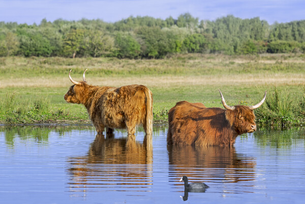 Two Highlanders Wading in Lake Picture Board by Arterra 
