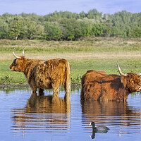 Buy canvas prints of Two Highlanders Wading in Lake by Arterra 