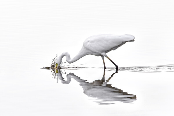 Great White Egret Fishing in Lake Picture Board by Arterra 