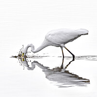 Buy canvas prints of Great White Egret Fishing in Lake by Arterra 