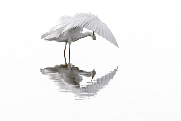 Great White Egret Preening Feathers in Pond Picture Board by Arterra 