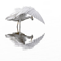 Buy canvas prints of Great White Egret Preening Feathers in Pond by Arterra 