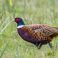 Buy canvas prints of Common Pheasant in Grassland by Arterra 