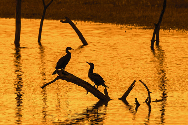 Two Great Cormorants at Sunset Picture Board by Arterra 