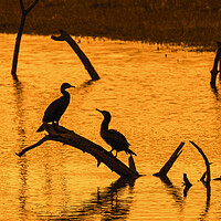 Buy canvas prints of Two Great Cormorants at Sunset by Arterra 