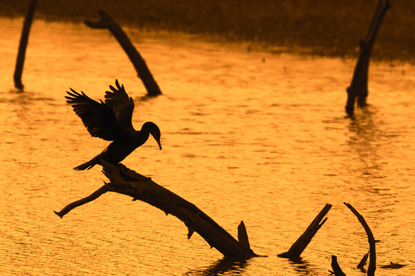 Great Cormorant Silhouette at Sunset Picture Board by Arterra 