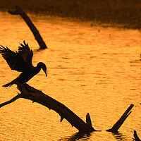 Buy canvas prints of Great Cormorant Silhouette at Sunset by Arterra 