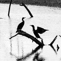 Buy canvas prints of Great Cormorants Silhouettes in Pond by Arterra 