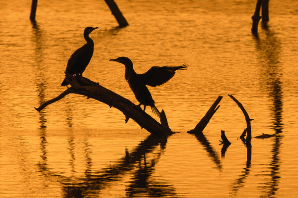 Great Cormorant Silhouettes at Sunset Picture Board by Arterra 
