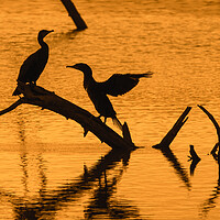 Buy canvas prints of Great Cormorant Silhouettes at Sunset by Arterra 