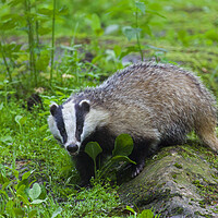 Buy canvas prints of Badger in Forest by Arterra 