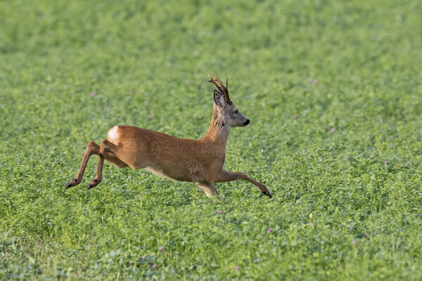Roe Deer Running in Field Picture Board by Arterra 