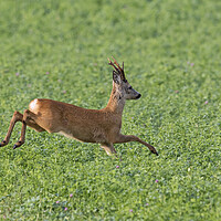 Buy canvas prints of Roe Deer Running in Field by Arterra 