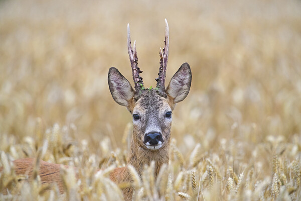 Roe Deer Buck in Wheat Field Picture Board by Arterra 