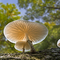 Buy canvas prints of Porcelain Fungus Gills in Forest by Arterra 