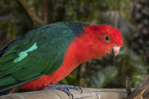 Australian King Parrot Picture Board by Arterra 