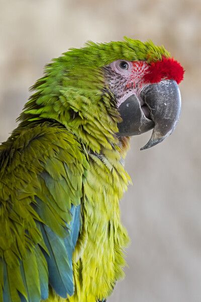 Great Green Macaw Picture Board by Arterra 
