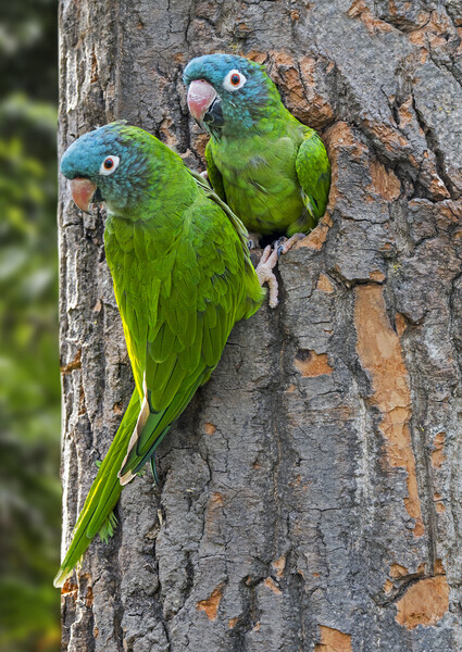 Blue-Crowned Parakeet Couple Picture Board by Arterra 